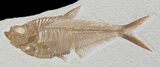 Detailed, Diplomystus Fossil Fish - Wyoming #79059-1